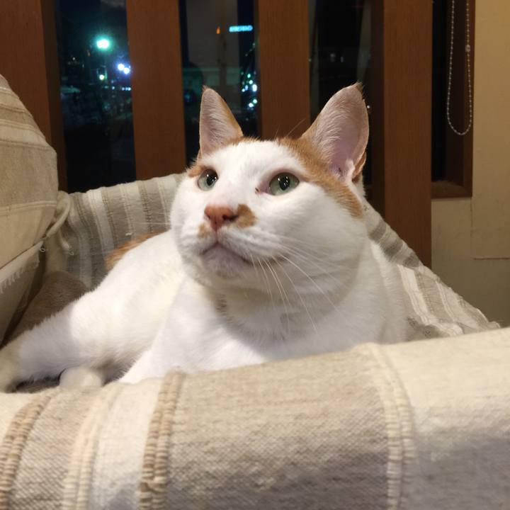 F5e9d486 1aad 438a 9bd4 c24f42a19ab4 1508319558974