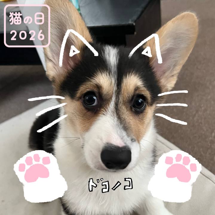 F5eb11f5 a7f7 4190 8f81 4ff027b849fe 1771722409227