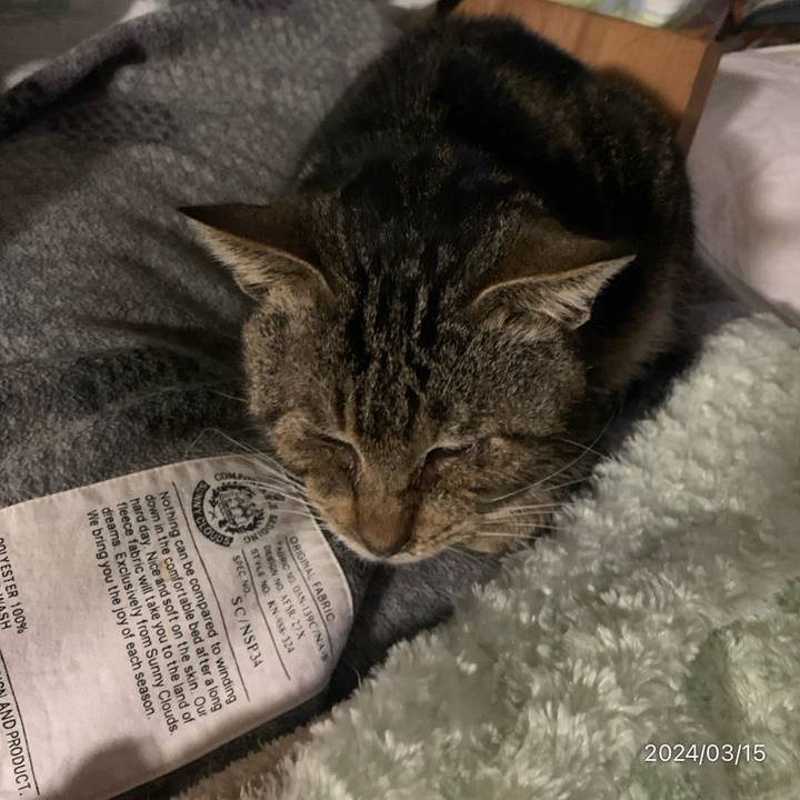 F5ecde2b 2d52 4ead 89f2 8c6243ed0f23 1710453832219