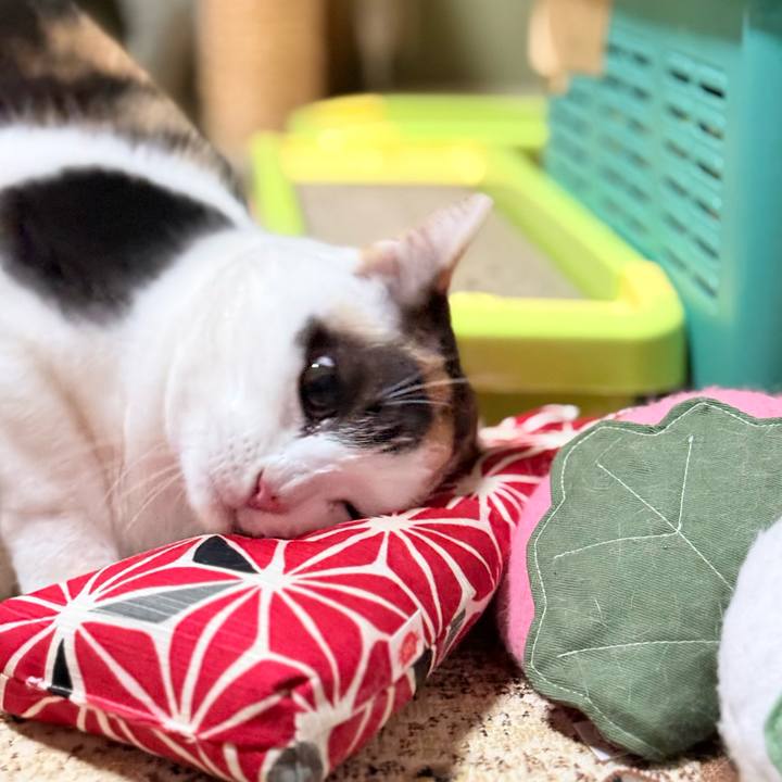 F5ee53c6 013d 47e7 a345 7f60913c2955 1765935385718