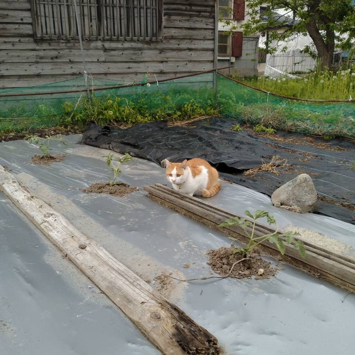 F5efe7a8 4cc6 45c5 a1d1 35a60ce26c37 1747691144158