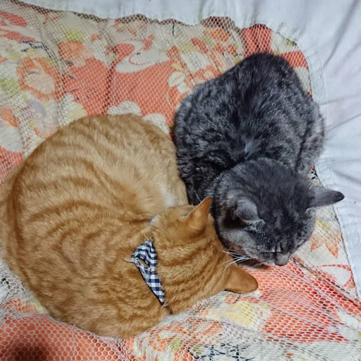 F5f17854 abb2 4228 88b8 033a19c00bc6 1573735671381