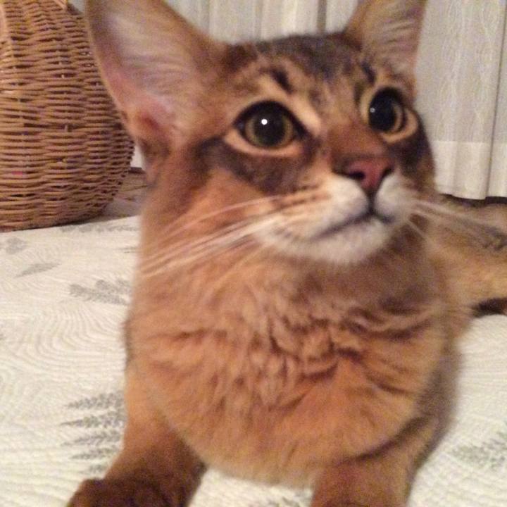 F5f4b938 3636 4a81 b5cd 3936b9b187c8 1581435753405