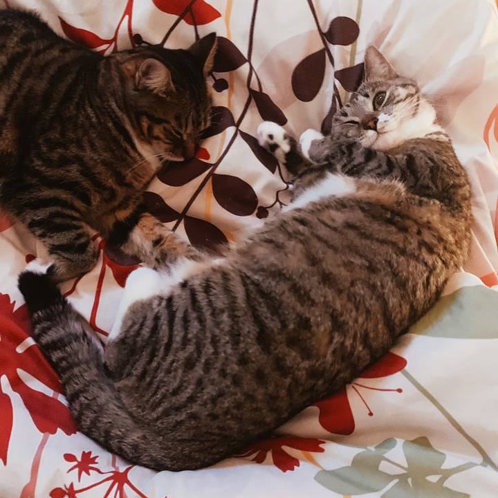 F5f501ba 4157 48a8 bdd8 05ab3ac8644e 1544057396558