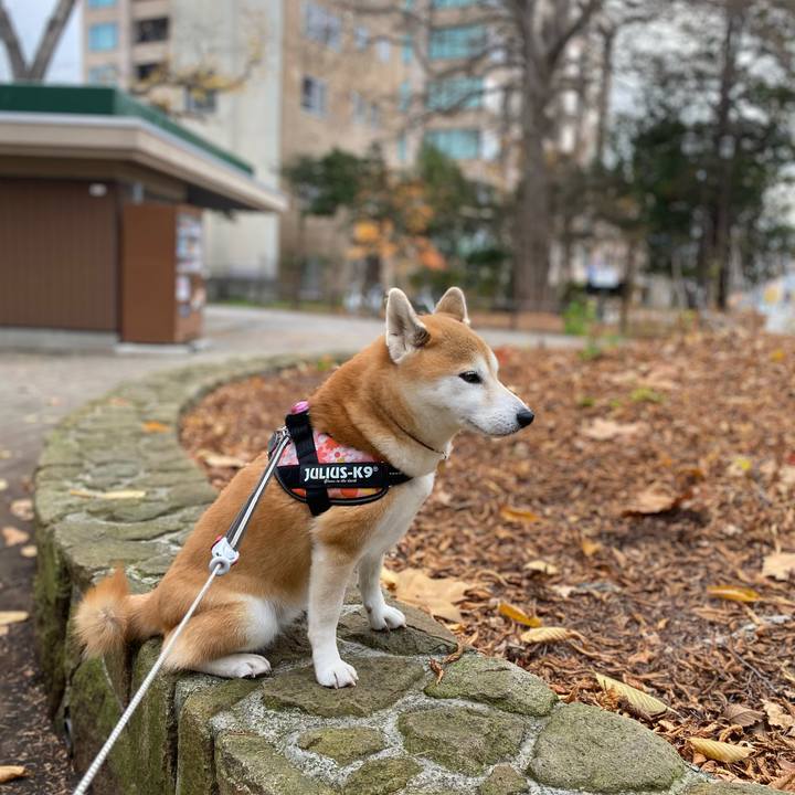 F5fb7d16 e69b 4626 abd7 6083e8098672 1605485909550