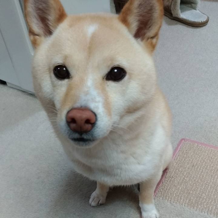 F5fd3d15 1cc7 41da 80d2 6b3f3a02bf5a 1581975464084