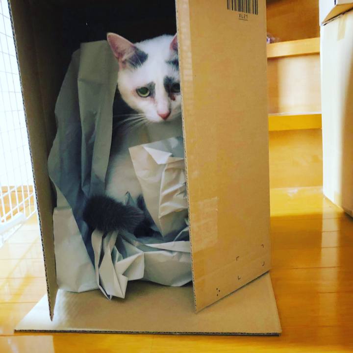 F6024f76 9797 4f25 8483 2c7c6c4ac860 1531995067596