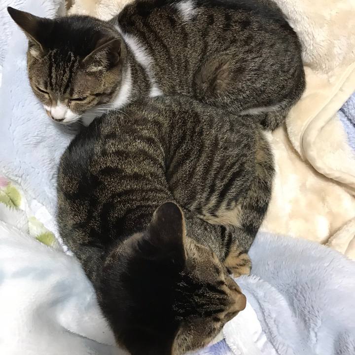 F604fcb9 918e 46d6 96b5 27aeddc99a53 1511313376790