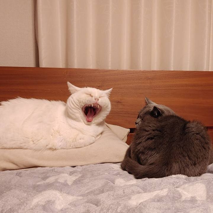 F6081b16 d275 4258 96b7 ba33954c324b 1666995380688