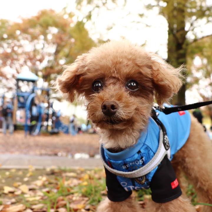 F60b9771 b157 4ad2 8291 fcbf2f67eae7 1604483204376