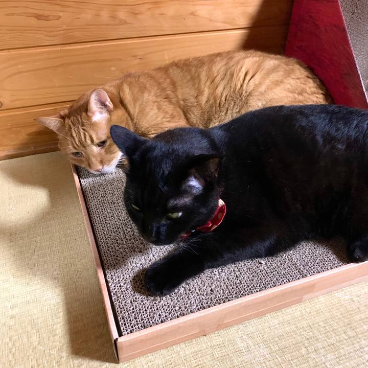 F60d869d 34dd 4747 a43f 46ebeb6e8cb4 1592823949056