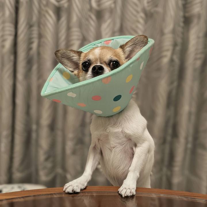 F60fde6a 0125 4279 9fd5 f4d03fe2d0f0 1720698224402