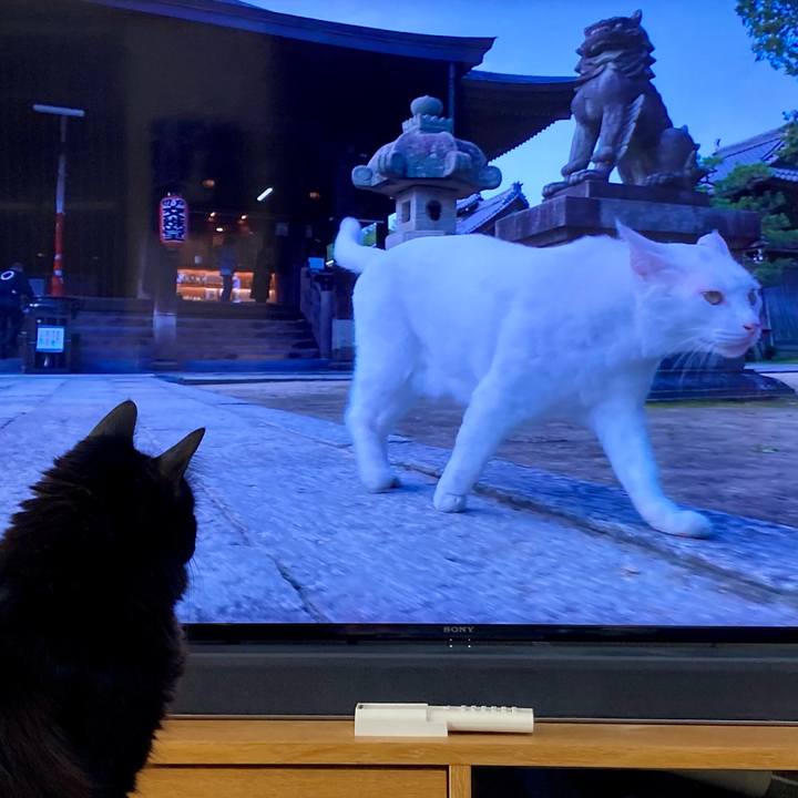 F6153ae5 bb7d 4e1f ad95 80a364aa4681 1735192812715