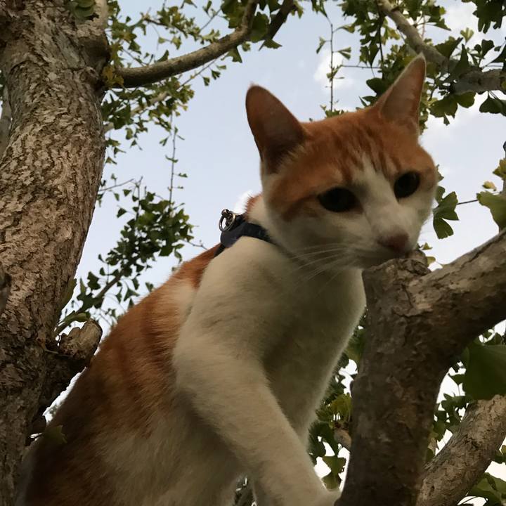 F61722be 37c9 4f58 a2e0 f42a6a109fb9 1509005125608