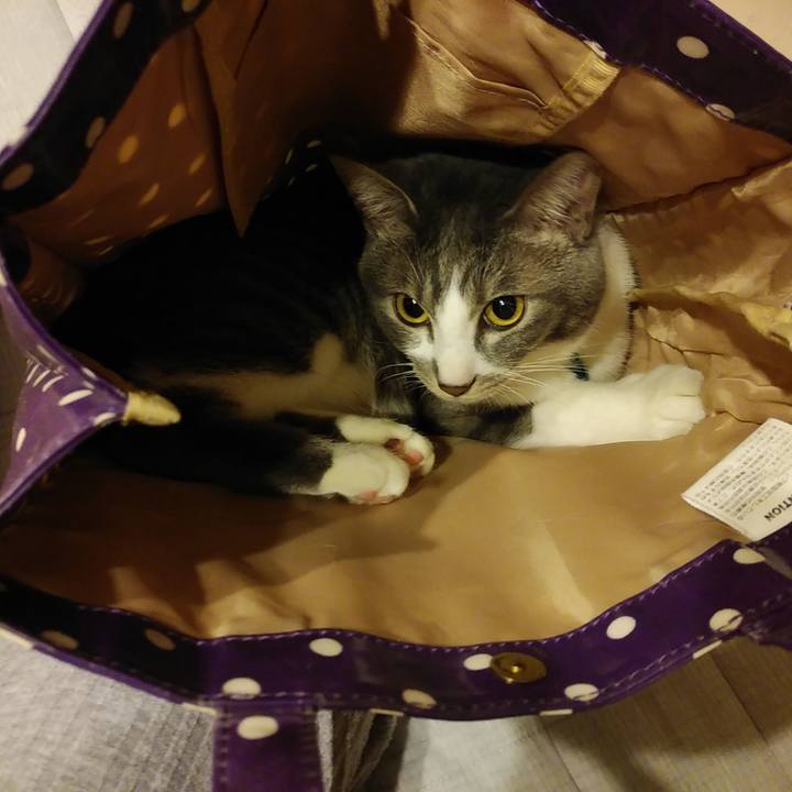 F61a5bce b074 4735 8a82 b0344906ed8b 1586527794007