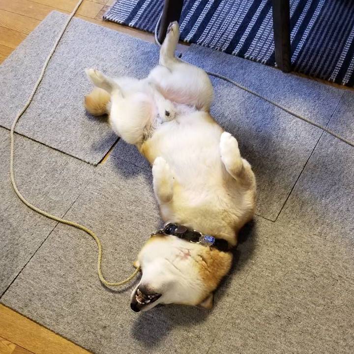 F61a7714 2e4f 46cc 9e17 e2c124e9dcd0 1530137836537