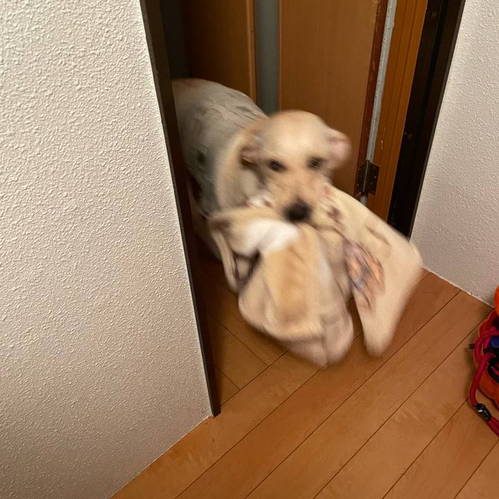 F62448f5 415c 486f a306 e103aea2da5a 1639998853821