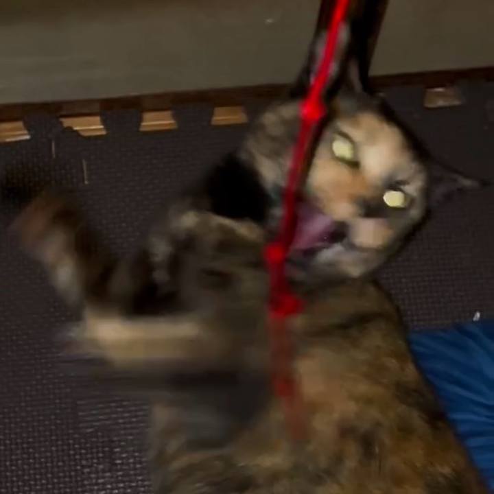 F62719a6 6cf9 4bd0 8284 adb33e3b17ad 1750450183520