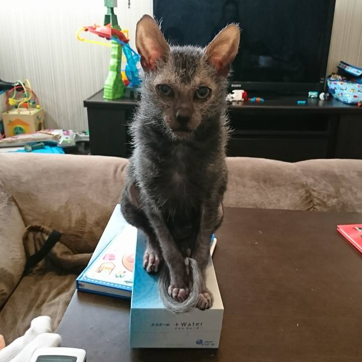 F628b90f 154b 4011 a83c ca440184a47c 1518221759390