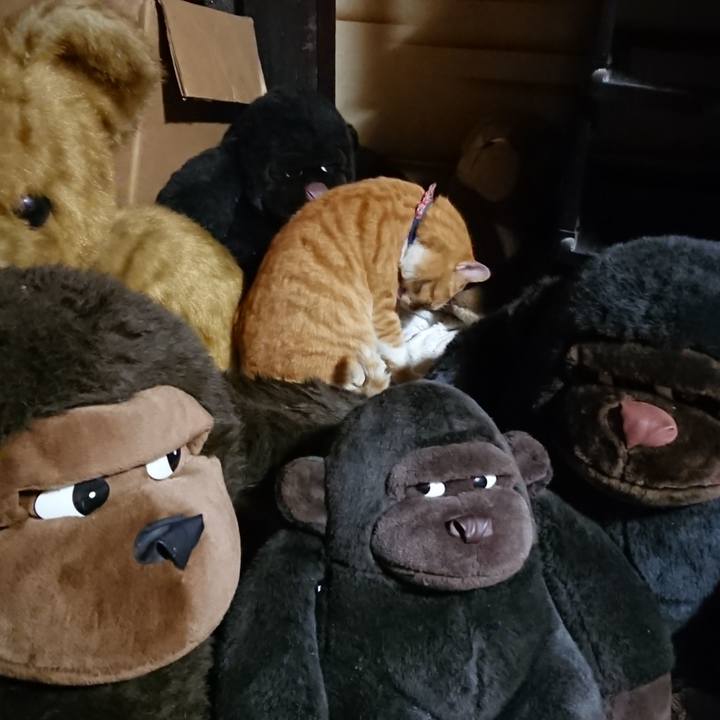 F63aa4af f0b3 40bf b295 94698dc3aae7 1604400551204