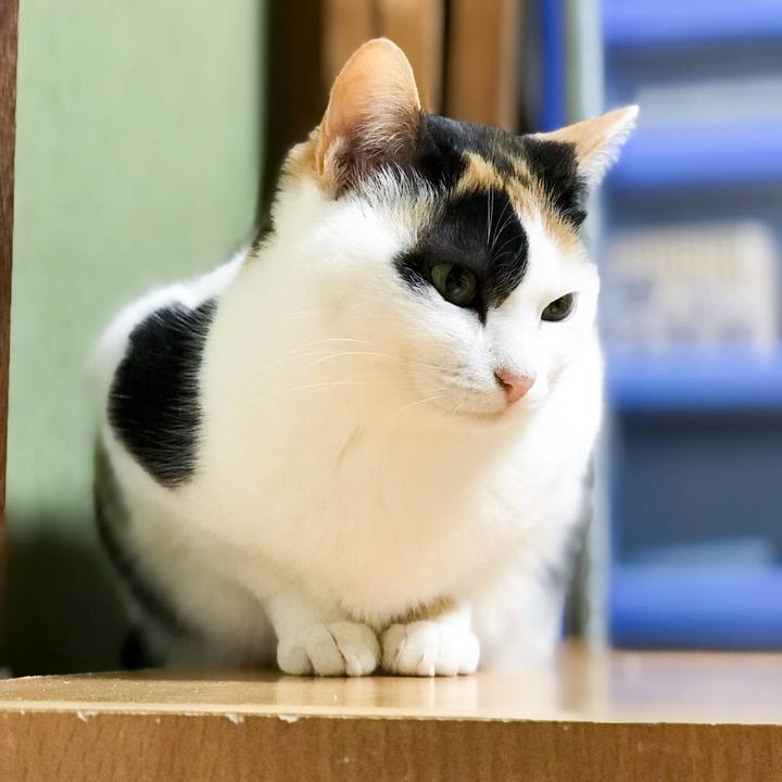 F63e2196 1c21 412a 9369 3c53363aa914 1519138325625