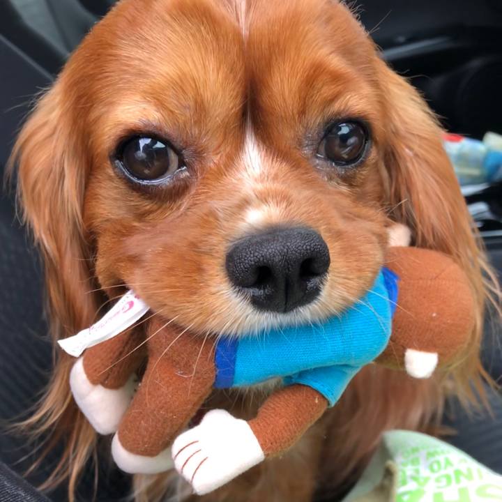 F6437c6a 0ce4 45e2 9c76 99bf4b4f3da0 1585382829221