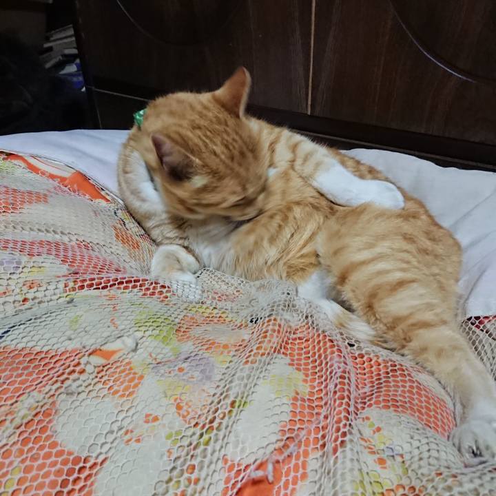 F657f98c 3894 4073 8024 0ec918d893f8 1585310273411