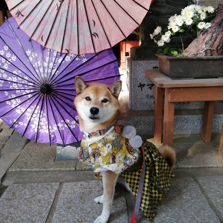 F65efc3c 1955 46b1 9314 49097b2d7942 1636901217290