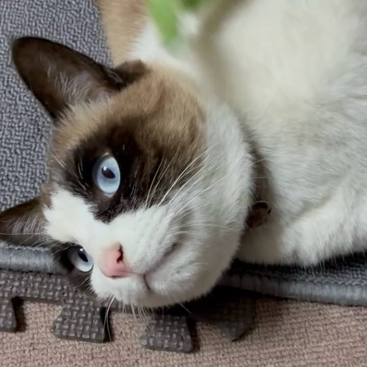 F65f7016 7834 40d7 8186 0dafe1287cd0 1769172919715