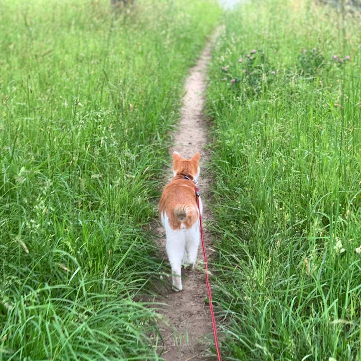 F6605c48 462a 4de7 aaf4 c3e2c18c8f26 1591004291441