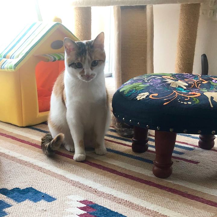 F6609b8c 588c 43f9 b1e3 f4ab5dee01f6 1586907184733