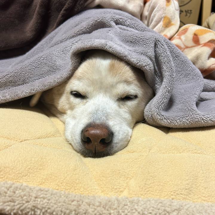 F662b62a 4271 4fbe af0c d542c730ab87 1701694572963