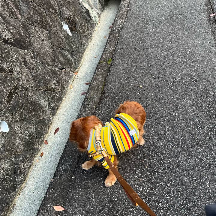 F66447bb 750e 488b a03a 8fd898705eaf 1765497346089