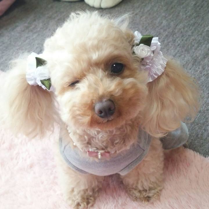 F66537de 3054 4c6f a97c 81ecd6390e95 1520941974342