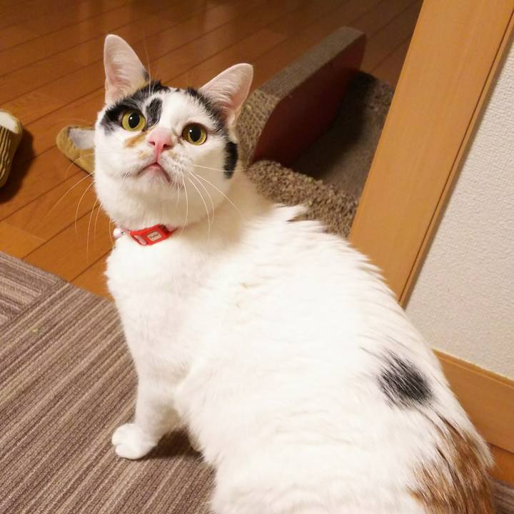 F667ab99 3d00 41ca 83bb 67ac874fc3f7 1514977819903