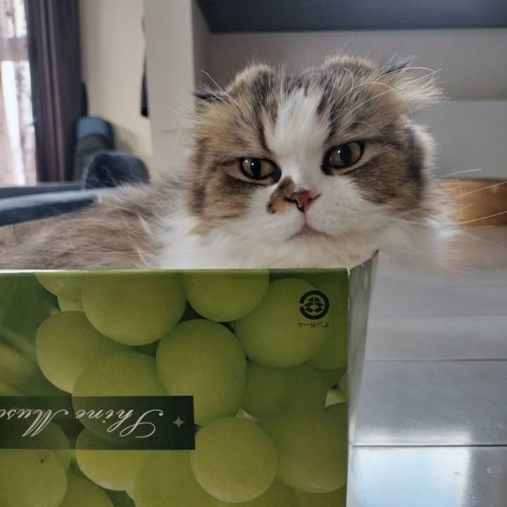 F66841aa a322 42d8 b724 6159831060b6 1766010335496