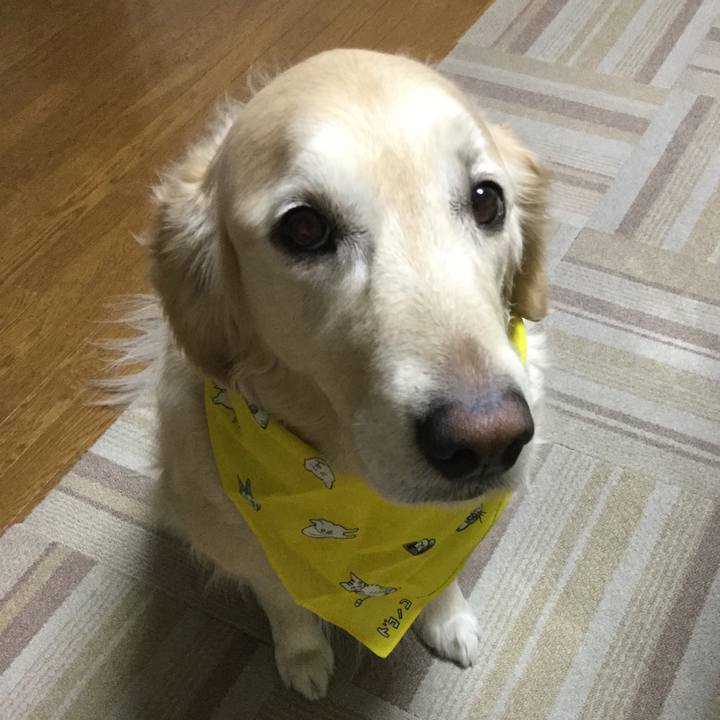 F66876c9 6cdd 40b2 b7bc f9390bcc05a1 1521718486332