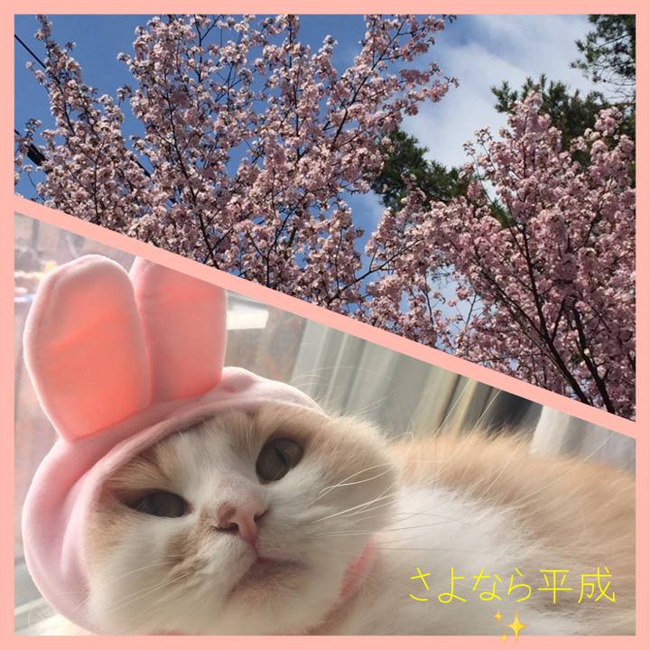 F6695cfd 60b5 4bcc ab6e a4f204e0c7f8 1556619164158