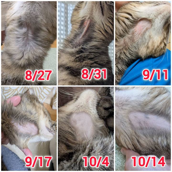 F669e2a0 b2b2 4749 8839 14bd115ac62e 1760601980796