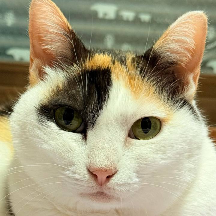 F66a4ccb b79f 4f36 8fb2 dd8d64754fe9 1762224053458