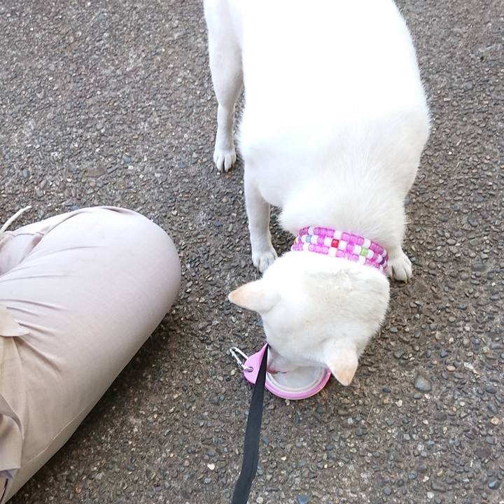 F66a611c 1ee1 41ab 8835 fa509d644091 1564132026605