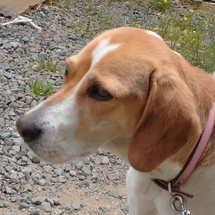 F66d0785 412f 4e75 801f 0462e5402dd2 1588473892280