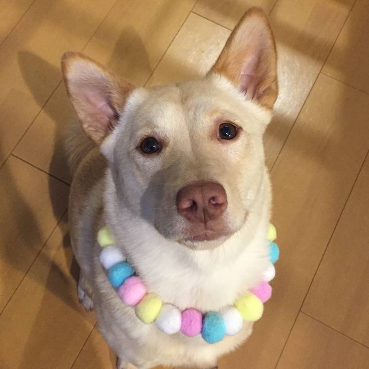 F66e45e4 4769 4411 b9aa d86f8809e33f 1557206704464