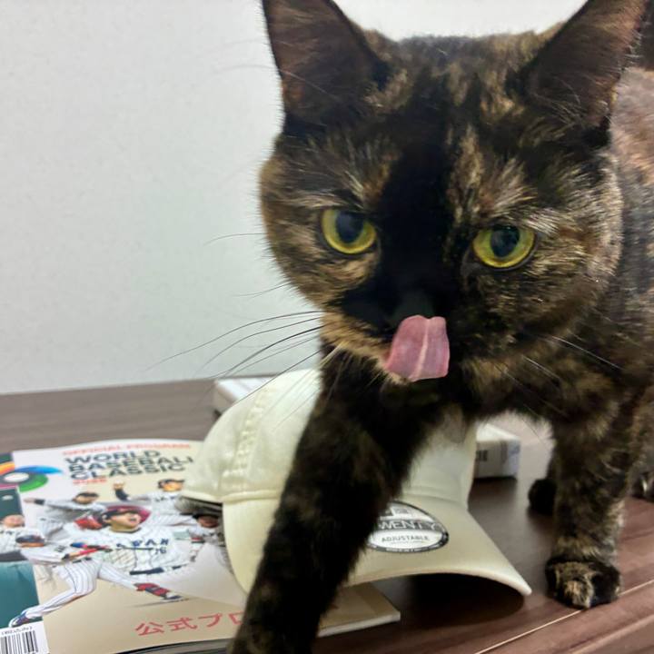 F674c2c5 1c6b 483f 80c7 6640fc72b16b 1772490821956