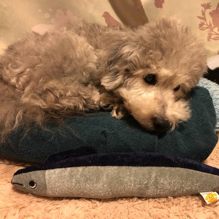 F675dbfb 1702 498c 8125 cf611054c54a 1556286630329