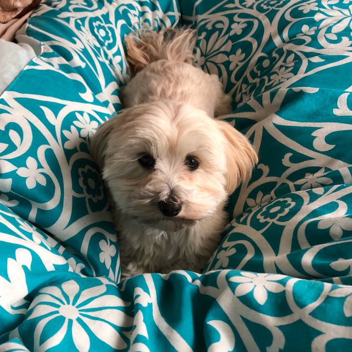 F6791d73 cf1c 43a7 975b c66aa8f459f2 1513405521031