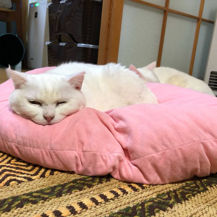 F680b60b a866 4f1c a567 c5d60ed759c1 1609407391662