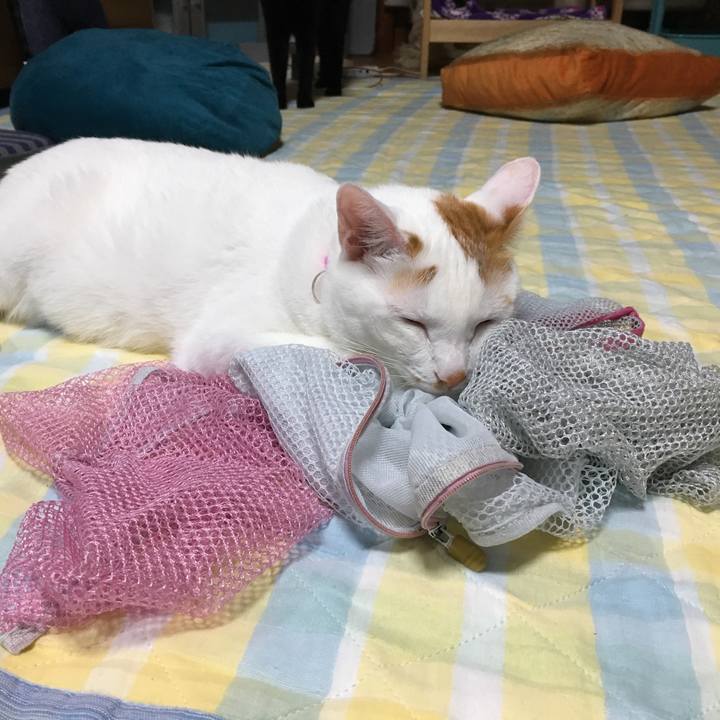 F684f8e1 9888 46f6 aecd effd8fd268aa 1530541882841