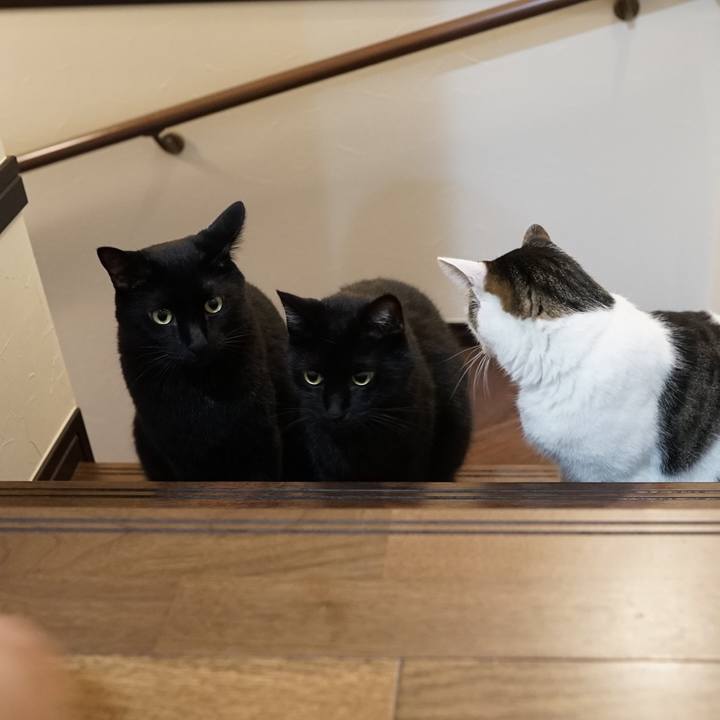 F6881b4c a2fc 4ae0 a450 90d0c7a10e23 1564499480515