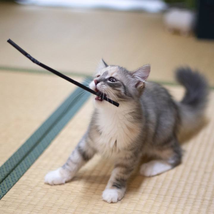 F689dff2 6df2 4e2d a165 13e9b65ae866 1537543686681